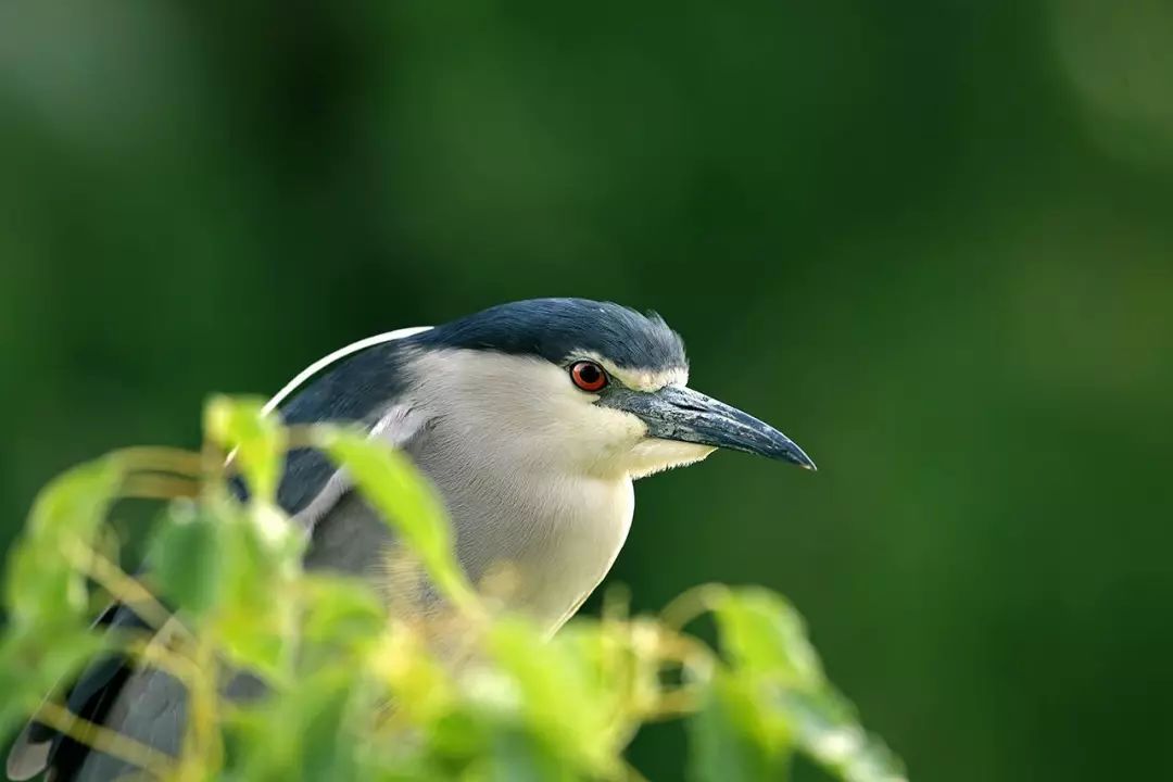画眉、柳莺……在镇海栖息的这些“小精灵”，你都认识吗？