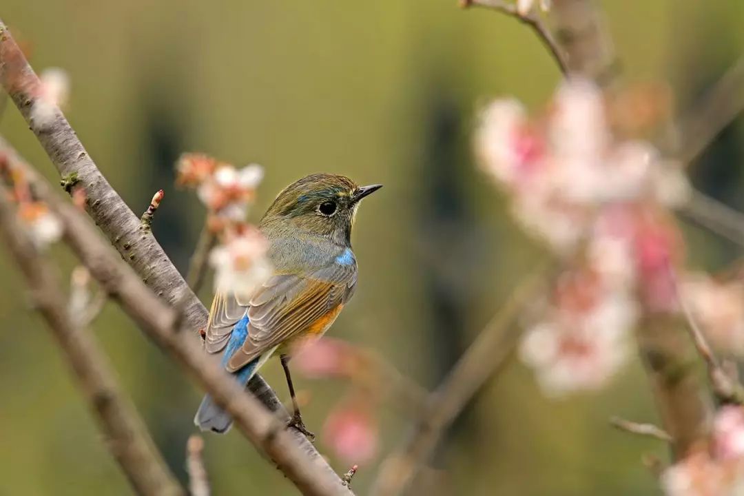 画眉、柳莺……在镇海栖息的这些“小精灵”，你都认识吗？