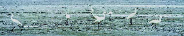 崇明一千四百年,江海梦魂妍~