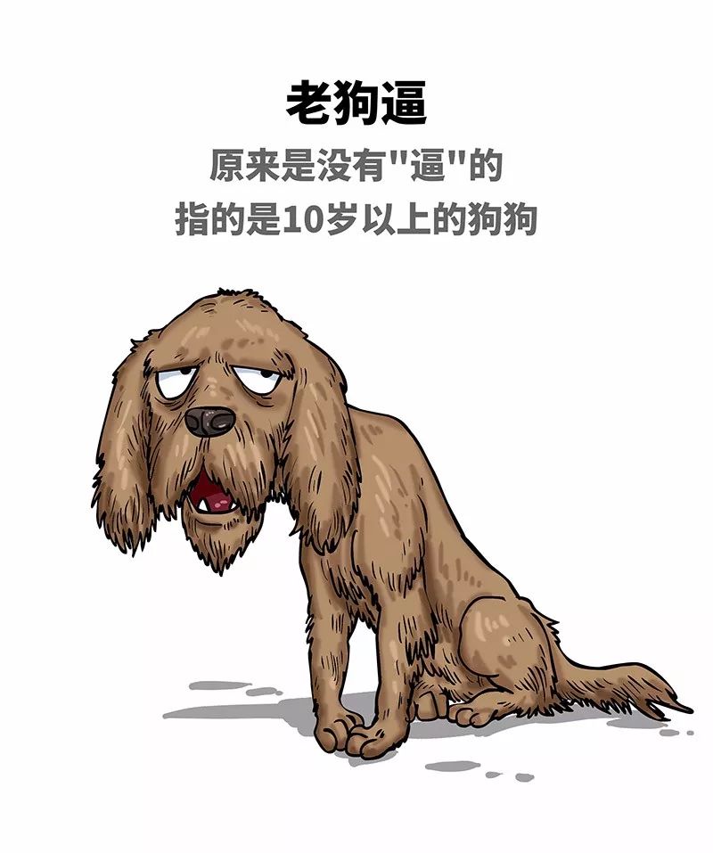 狗年一定旺的狗狗,狗年了你知道狗的种类有哪些吗