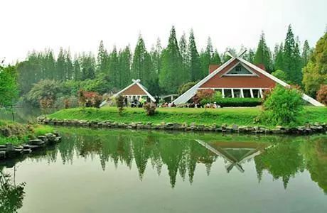 植树节去蚂蚁森林,植树节到