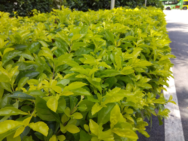 小米max2拍照评测视频,小米标准版和max区别