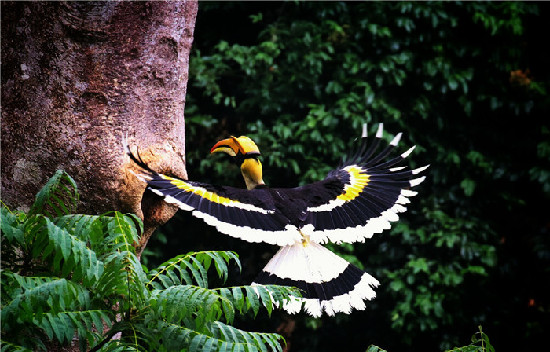 李纪恒：把大盈江和瑞丽江打造成国内外知名旅游目的地