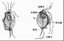 女性有哪些难以启齿的病,女性有哪些难以启齿的疾病