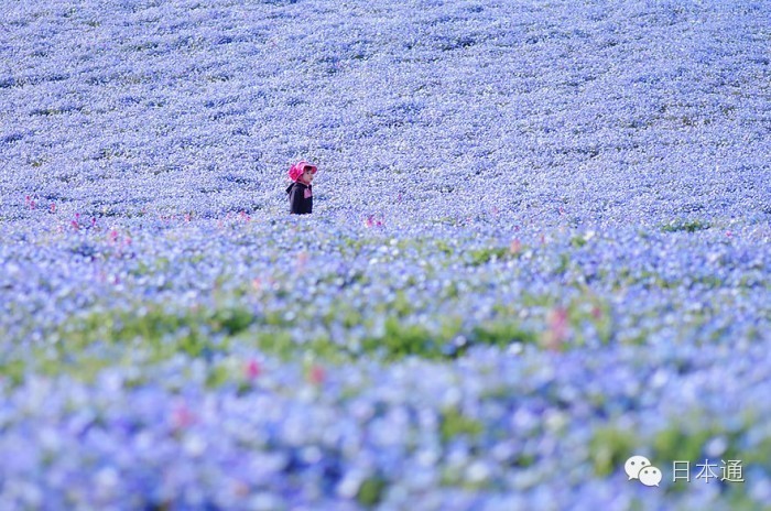 千万不要去魅力指数连续3年倒一的茨城，给你十个理由够不够
