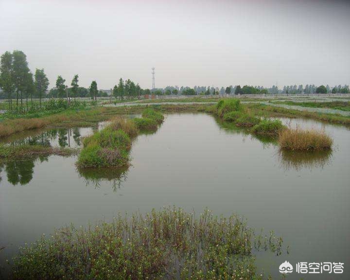 小龙虾养殖的利润,小龙虾养殖投入与利润