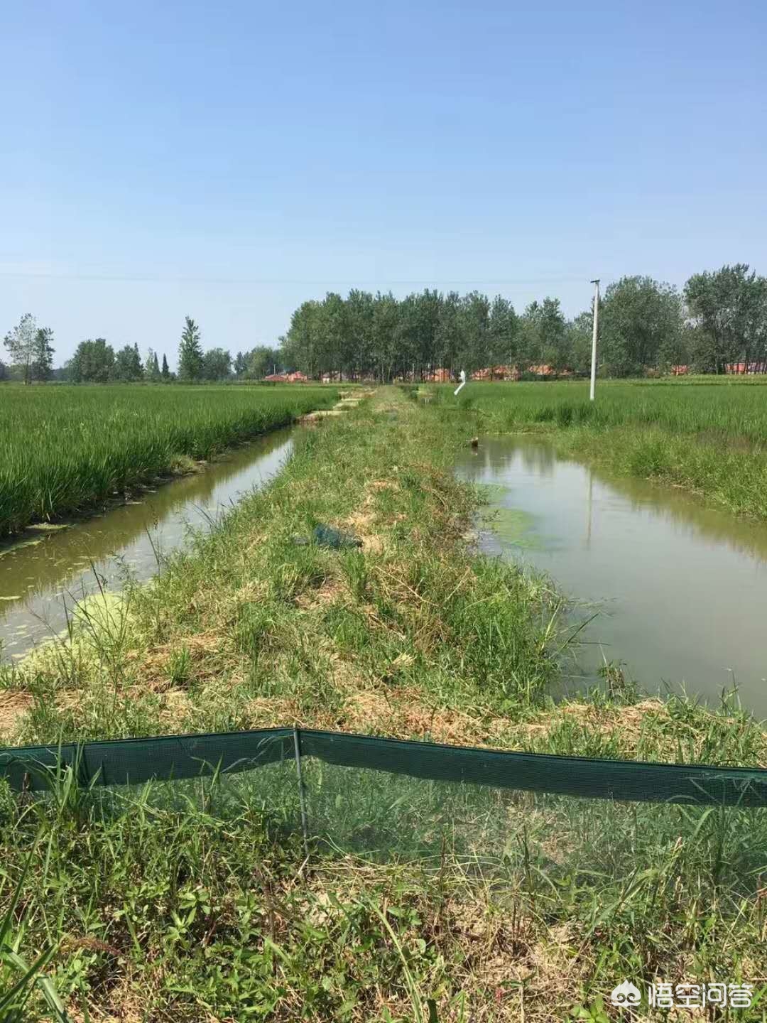 小龙虾养殖的利润,小龙虾养殖投入与利润