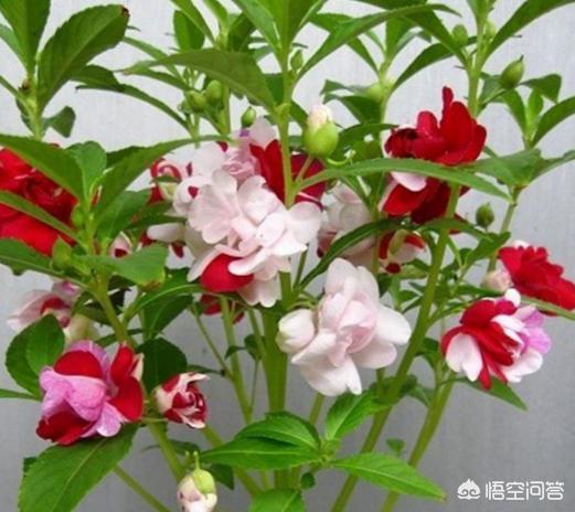 凤仙花的种植方法及管理,凤仙花种植的注意事项