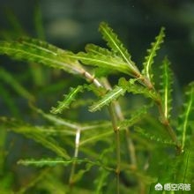 小龙虾苗的最佳喂养时间,小龙虾在家喂养不知道吃啥