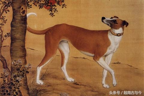 狗年说狗民间关于狗的传说,狗年说狗闲谈中国狗文化