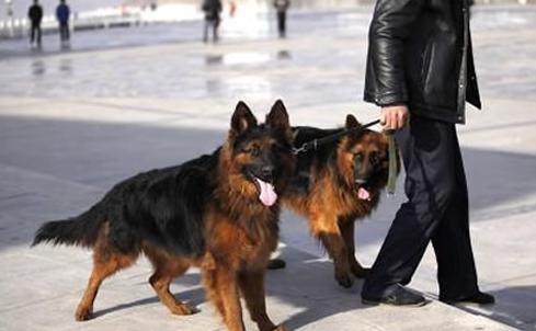 狗年养什么宠物,什么狗是旺财旺家的好狗