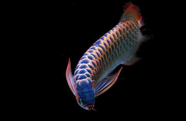 龙鱼混养要怎么样才不打架,龙鱼打架到底要不要隔离