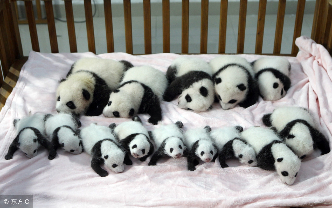 育儿亲子可爱简笔画,儿童数字简笔画1到10画各种动物