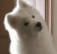 汪星人二哈电影,二哈拍过的电影