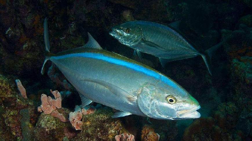 夜钓蚯蚓活饵好不好,野钓能用活饵就不用商品饵