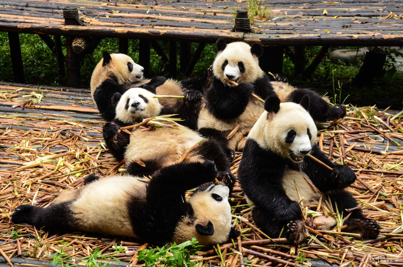 春节怎么去成都便宜,春节期间去成都怎么玩