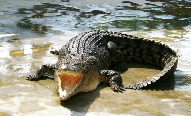 广州长隆飞鸟乐园一日游,广州长隆飞鸟乐园