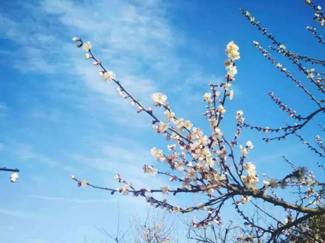 赏花灯游千年古街,游古镇赏花灯品古趣