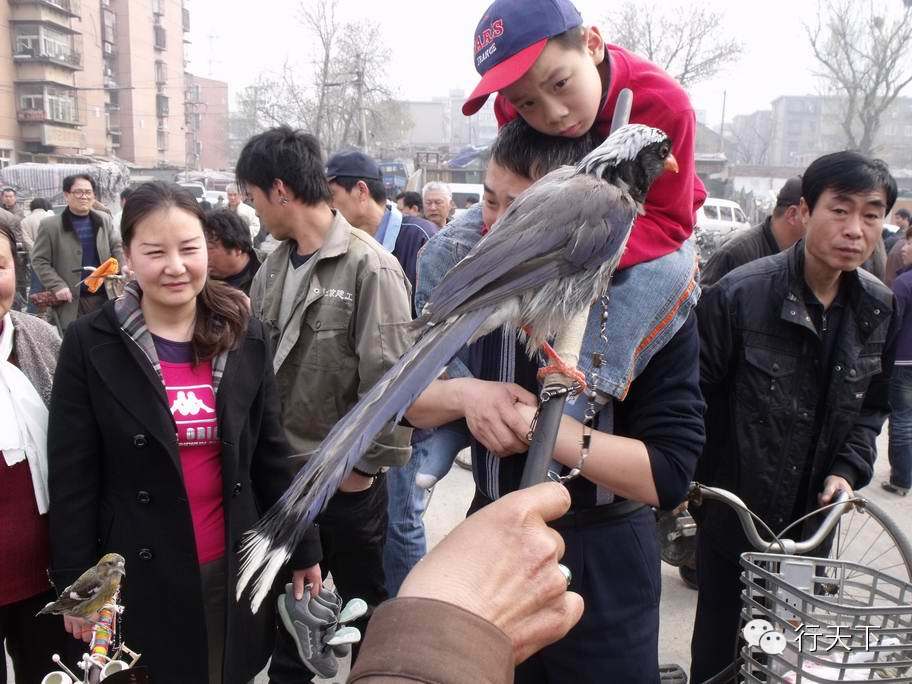 忆天津卫的6大“破烂市儿”，卖书卖花卖宝贝