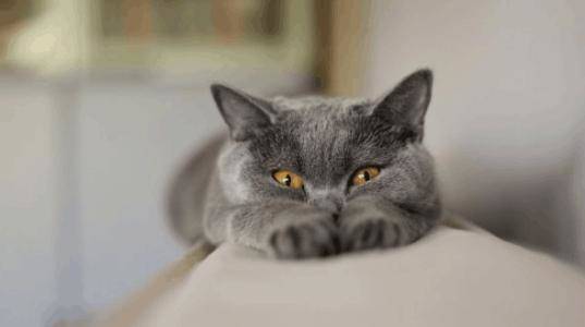 浣犵殑鐚吇鐨勫拫鏍蜂簡,浣犵殑鐚挭椹辫櫕浜嗗悧