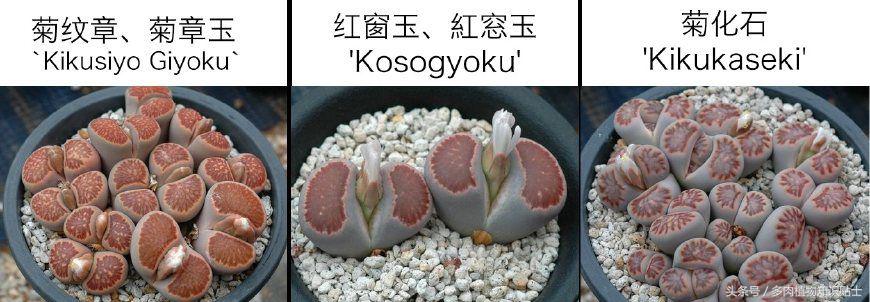 生石花多肉的品种,多肉植物生石花品种大全