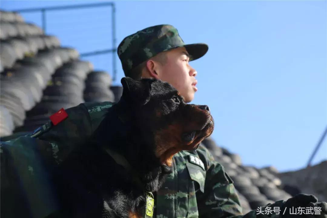 军犬来了|在两代训犬员爱的传承下，“萌犬”虎子变“猛犬”