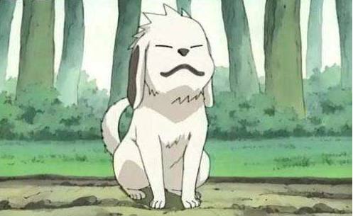 盘点动漫中所有宠物狗的原型,盘点动漫里的十只可爱的小狗