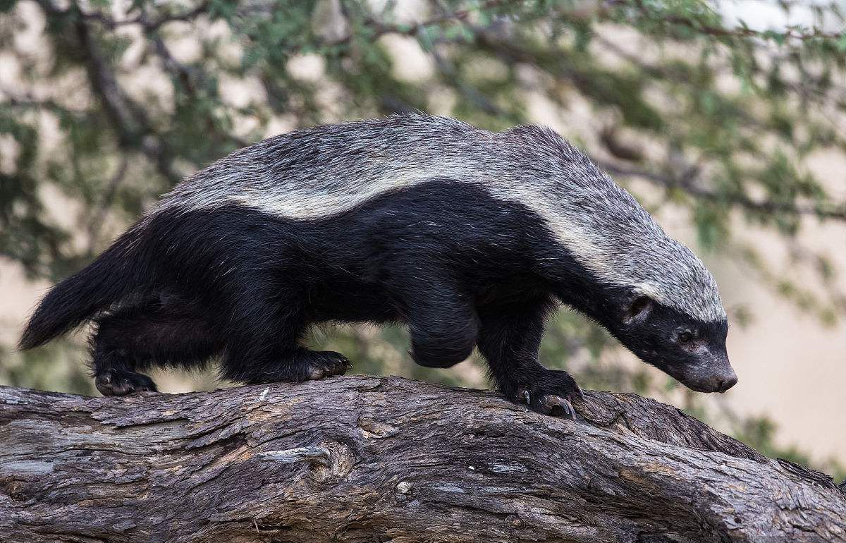 平头哥无所畏惧的原因究竟是什么,世界最不怕死的平头哥