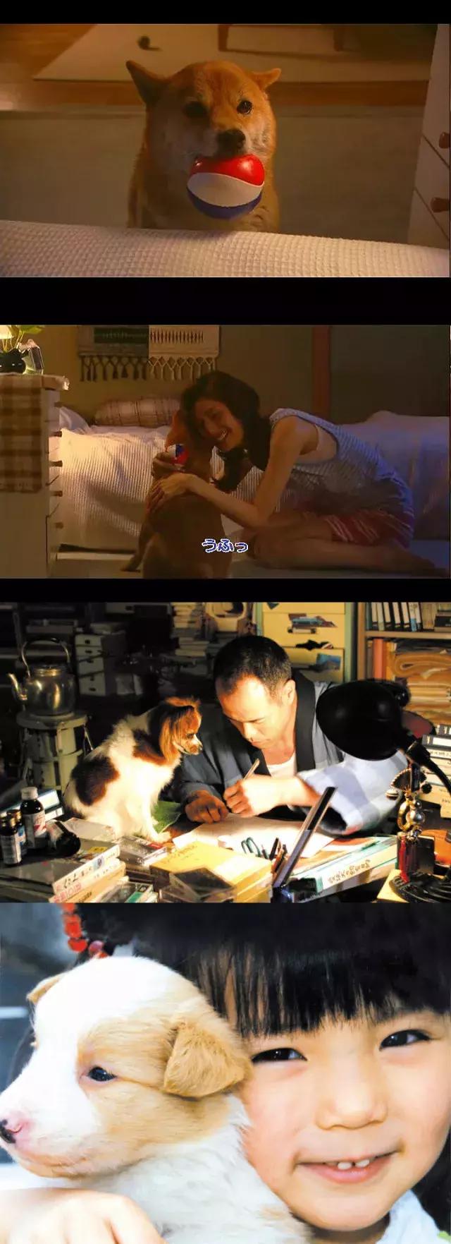 十大最经典的狗狗电影,十部最催人泪下的狗狗电影