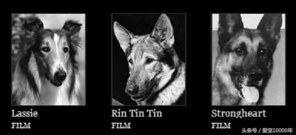 给宠物取一个有寓意的名字,宠物起个有意思的名字大全