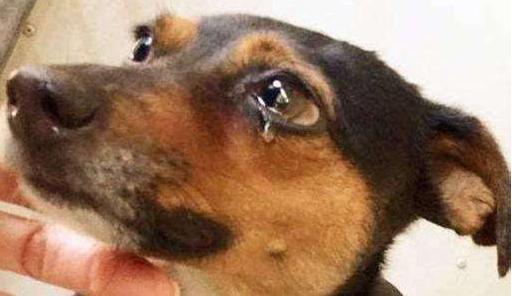 狗年养什么宠物,什么狗是旺财旺家的好狗