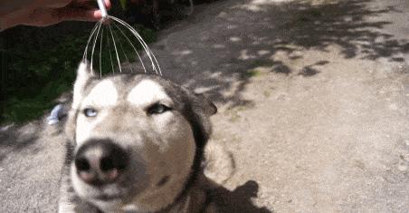 汪星人二哈电影,二哈拍过的电影