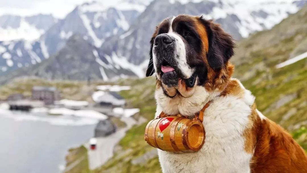 汪星人二哈电影,二哈拍过的电影