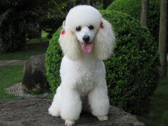 了解狗狗的十大冷知识,狗年狗狗的运势怎么样