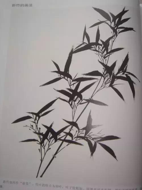 竹子画法教程简单又漂亮,竹子画法的入门教程