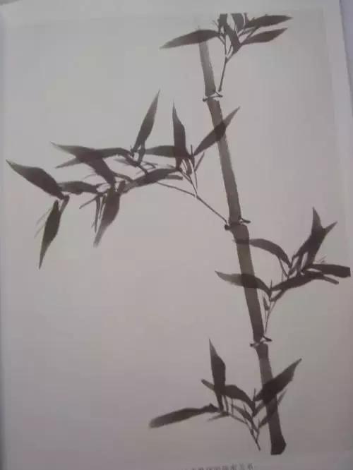 竹子画法教程简单又漂亮,竹子画法的入门教程