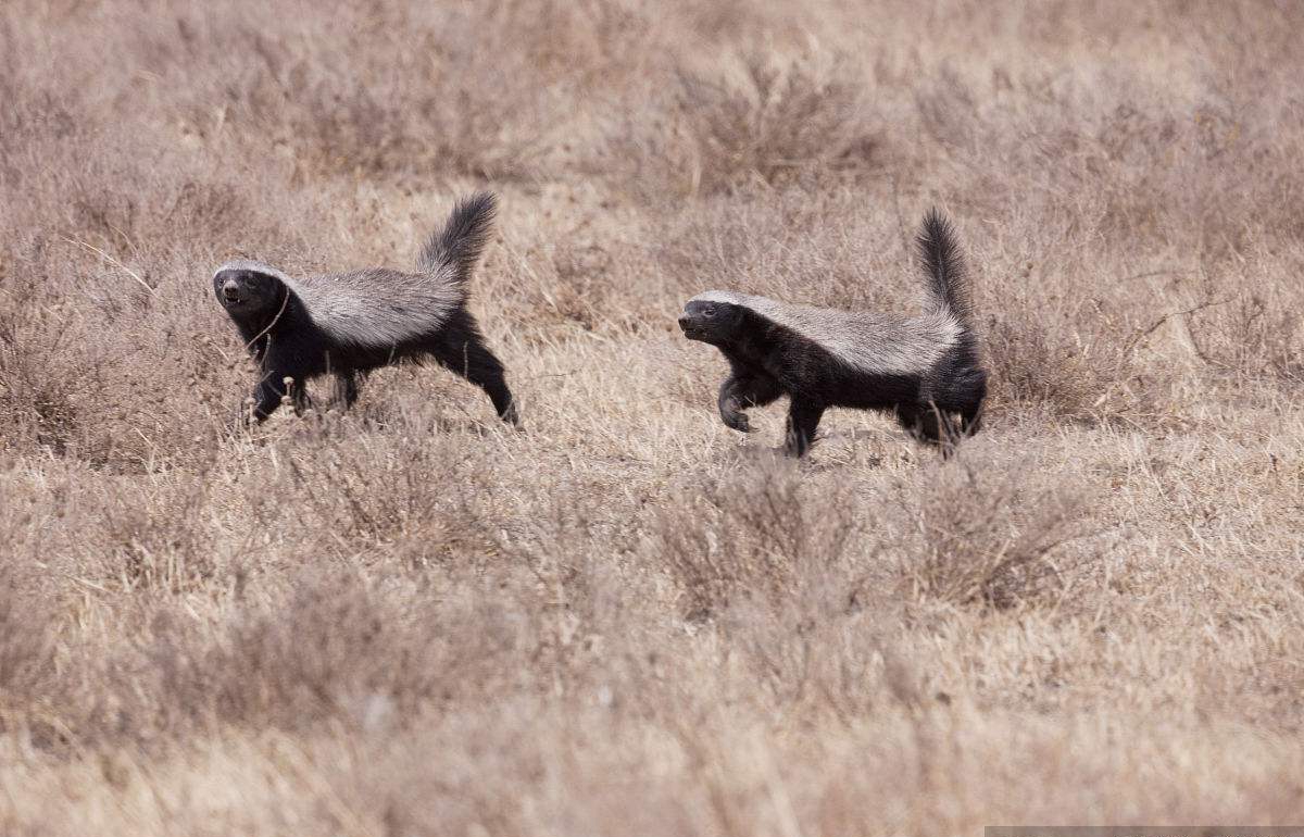 平头哥无所畏惧的原因究竟是什么,世界最不怕死的平头哥