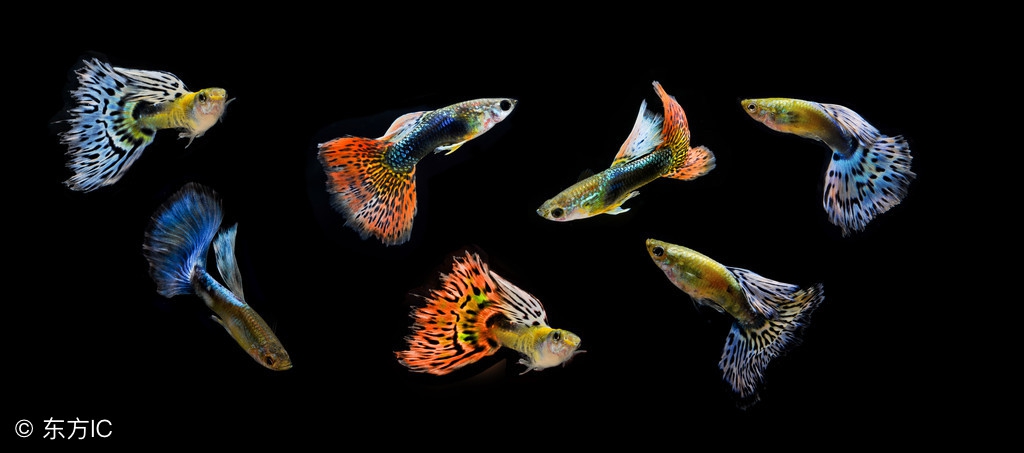 二氧化氯泡腾片鱼缸杀菌用多少啊,二氧化氯泡腾片消杀鱼缸多久