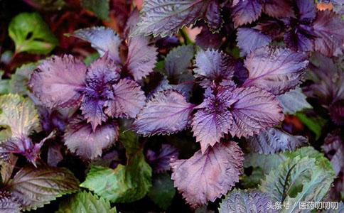 家庭常用中药食材,哪一类中草药适合做美食