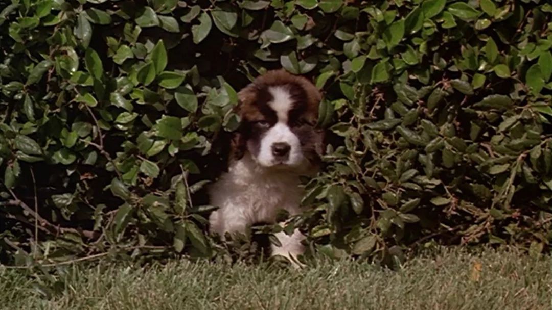 汪星人二哈电影,二哈拍过的电影