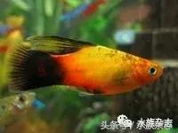 养红箭的技巧,快来测一测你未来会养什么宠物