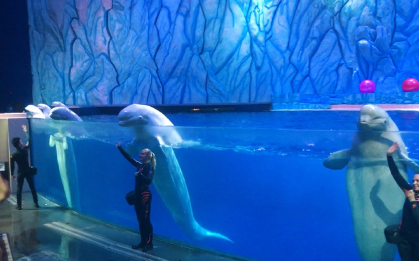 去珠海长隆海洋王国住哪里好,珠海长隆海洋王国烟花时间表