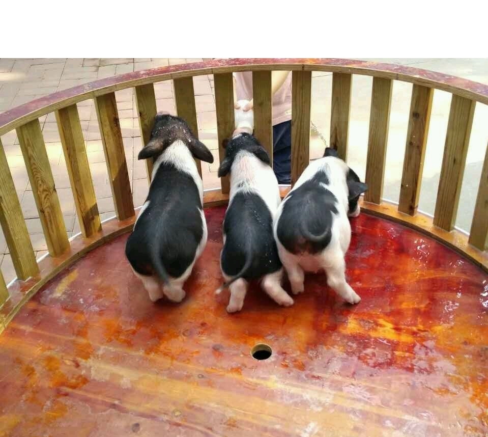 广州长隆飞鸟乐园一日游,广州长隆飞鸟乐园