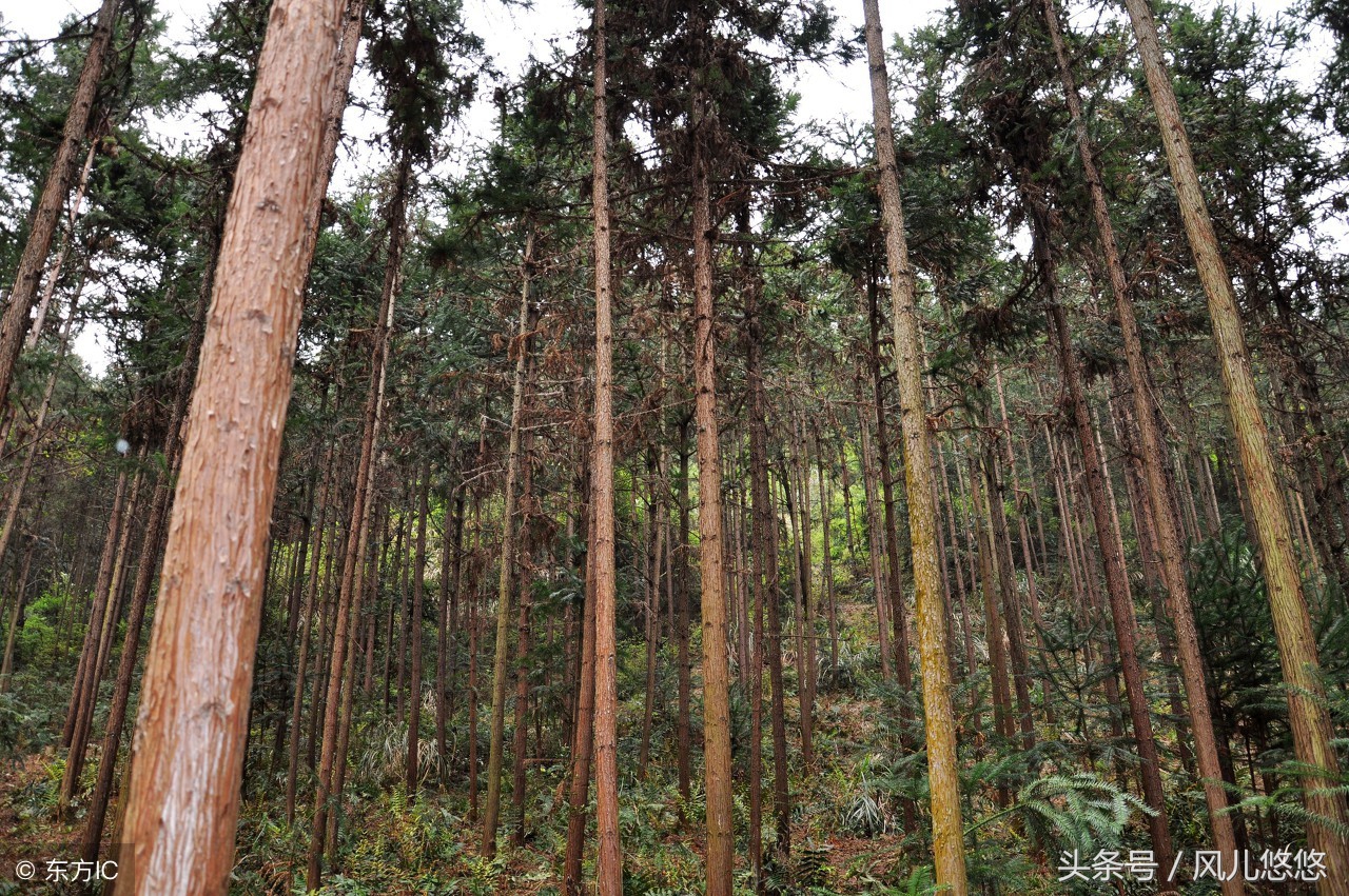 杉木苗好不好种,杉木良种繁育