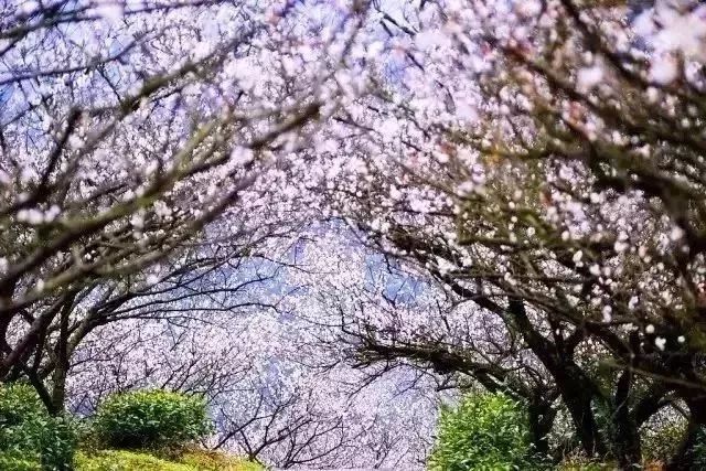 赏花灯游千年古街,游古镇赏花灯品古趣