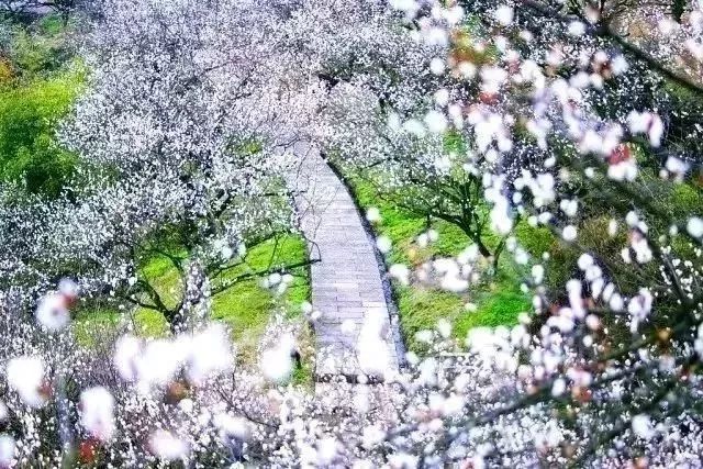 赏花灯游千年古街,游古镇赏花灯品古趣