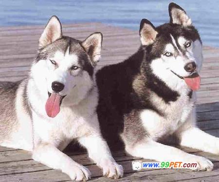 了解狗狗的十大冷知识,狗年狗狗的运势怎么样