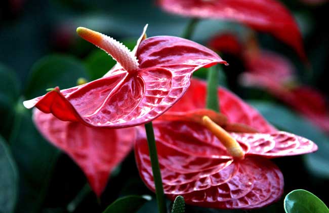 火鹤花和红掌哪个好养,火鹤红掌有什么区别吗