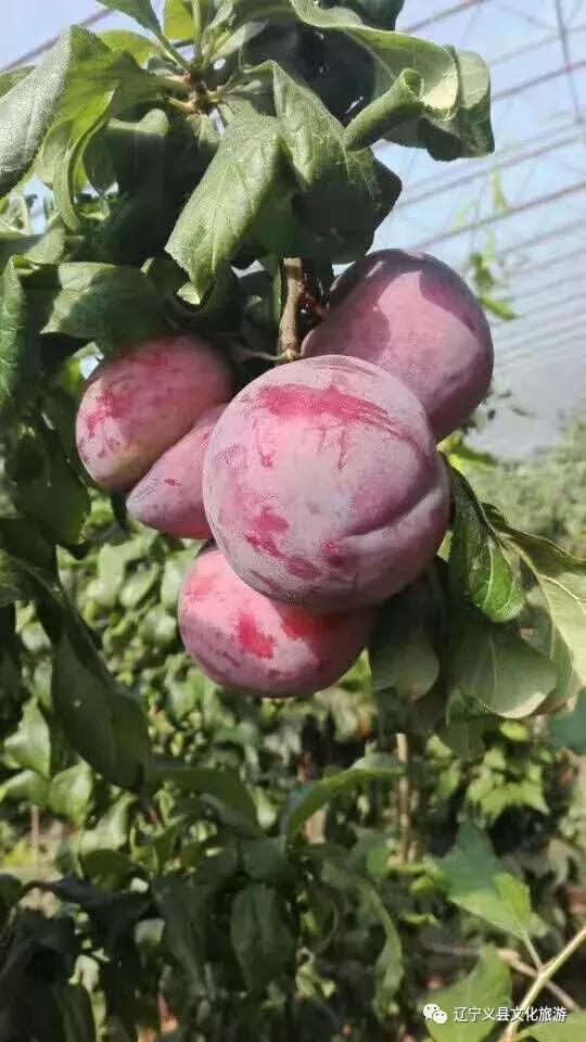 涓囦經鍫傜敓鎬佸洯浼樻儬,涓囦經鍫傜敓鎬佸洯浼樻儬鍥㈣喘