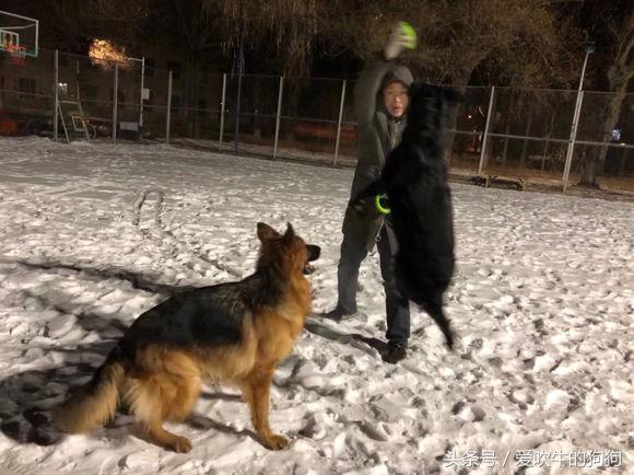 长毛德牧是纯种还是短毛,长毛德牧能当宠物犬养吗